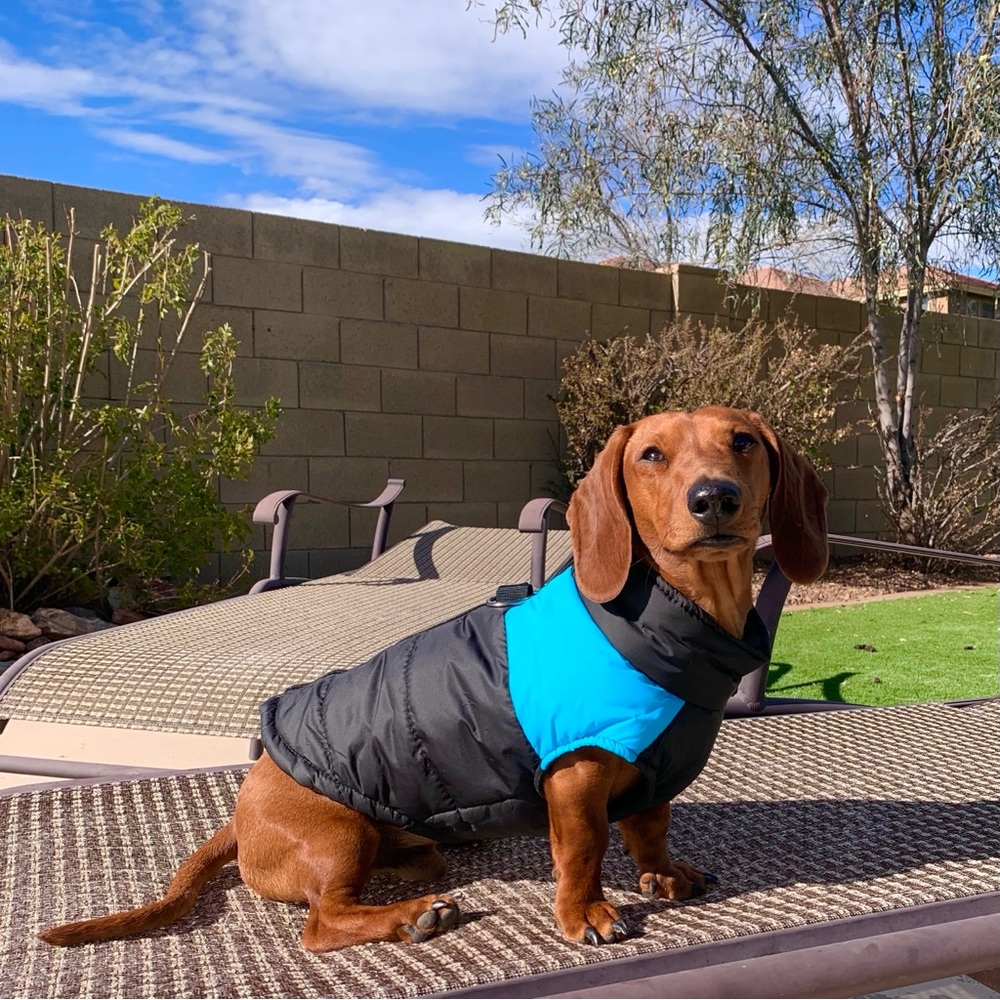 Dog/Cat Vest